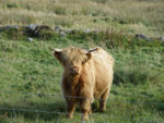Gruagach an Eilein of Brue (2 year old heifer)