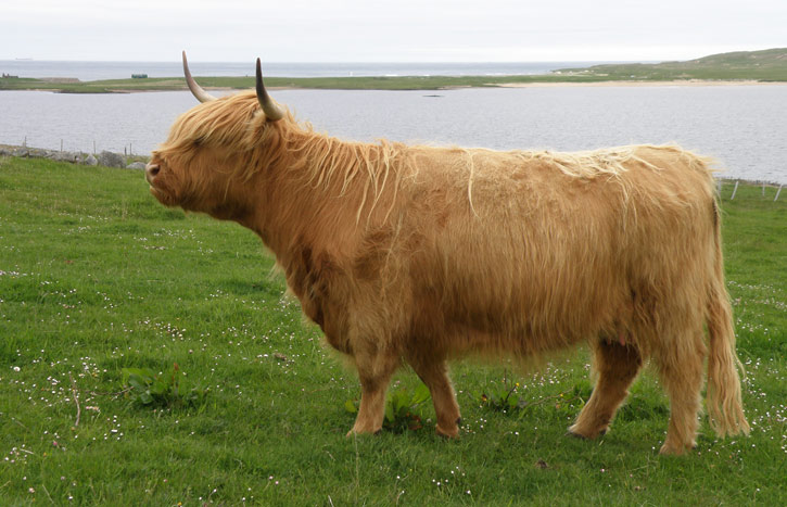 Gruagach an Eilein of Brue  (2 year old heifer)