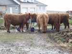 Bullocks in the feed trough