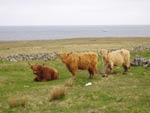 3 year-old heifers by the shore in Brue