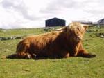 2-year old bull Calum Ruadh of Brue chilling out