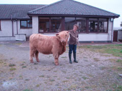 Reserve Cattle Champion of Champions was awarded to the yearling pedigree Highland heifer, Bella a’ Ghlinne of Brue