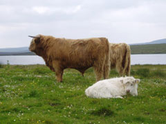 Pìobaire Ruadh of Dunvegan age 28 months and one of his first calves Ceit an Eilein of Brue, July 2006