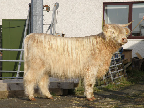 Canach an Eilein of Brue