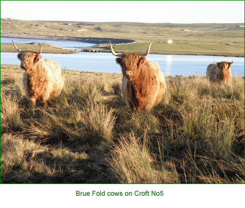 Senior cows & weaned calves