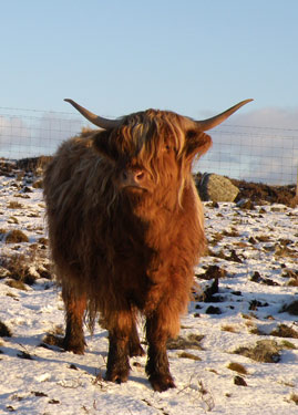 Ceit na Mara of Tom Buidhe