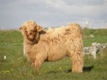 Sold at Dingwall & Highland Marts Ltd, October 2009, to Worcestershire