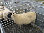 Supreme Sheep Champion of Lewis & Harris Shows, Calum Murray, Galson
