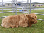 Bull calf Iagan a' Ghlinne of Brue