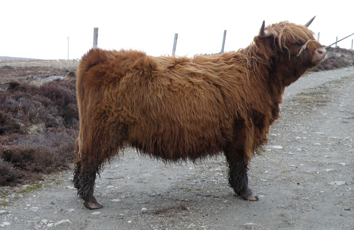 Cailin a’ Ghlinne of Brue (2 year old heifer)