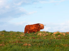 Calum Ruadh  of Brue (6 year old bull)