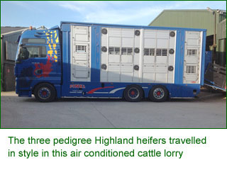 The three pedigree Highland heifers travelled in style in this air conditioned cattle lorry