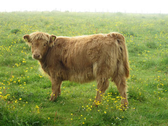 Seonaid an Eilein of Brue (6 month old heifer calf)