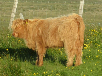 Una a’ Ghinne of Brue (5 month old heifer calf)