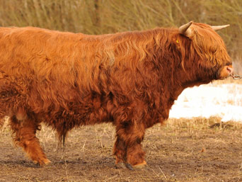 Dròbhair nam Beann of Brue (21 month old bull)