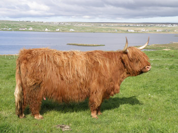Màiri a’ Ghlinne of Brue