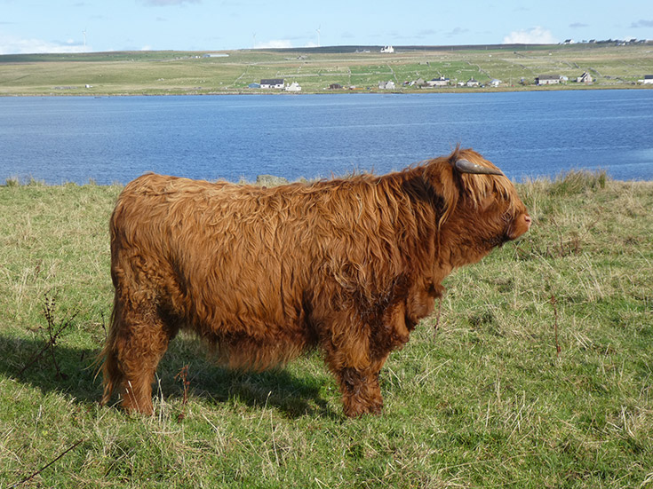 Caileag nam Beann 2nd of Brue