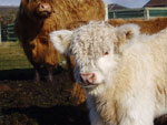 Heifer calf 'Canach an Eilein of Brue'