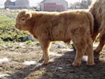 2-week old bull calf Piobaire an Eilein of Brue