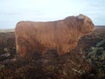 2-year old bull Calum Ruadh of Brue keeps an eye out