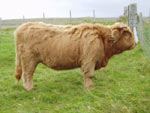 Reserve Champion of Champions at North Harris Show 2007, yearling heifer Bella a' Ghlinne of Brue