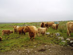 Brue & Tom Buidhe cows & calves
