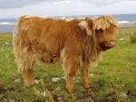 Heifer calf Eilidh nam Beann of Brue