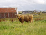 3 year old bull Piobaire Ruadh of Dunvegan
