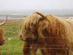 Piobaire Ruadh of Dunvegan