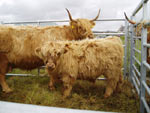 Seonaid 3rd of Crossnish with bull calf Piobaire an Eilein of Brue at Carloway Show