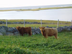 Young heifers Floraidh of Tom Buidhe & Magaidh a' Ghlinne of Brue