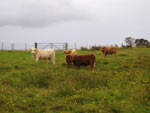 Young heifers