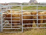 Highland heifers from Brue