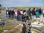 Sheep judging