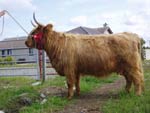4 years old & Supreme Champion at Westside Show