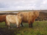 Seonaid & Anna an Eilein of Brue