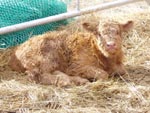 2 days old