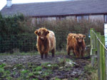Casgro a' Ghlinne & Eilidh nam Beann of Brue