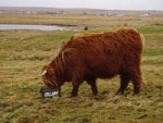 2 year old heifer Floraidh of Tom Buidhe