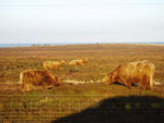 Brue Fold on moor grazing