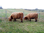 Young heifers, Brue Fold