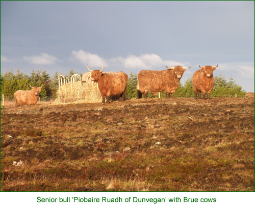 Senior cows & weaned calves