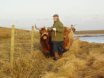 Bill Hendry moving his cows - Loch Mor Bharabhais encroaching