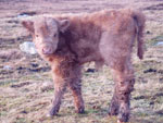 Week old heifer calf Morag a' Ghlinne of Brue