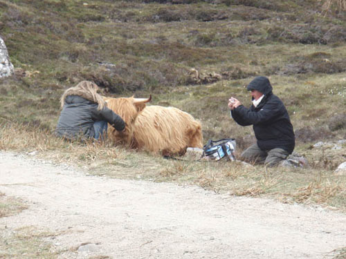 Highland Cattle Film Advert Work