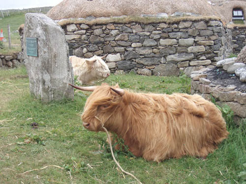 Highland Cattle Film Advert Work