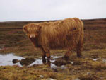 9-month old Bella a' Ghlinne of Brue