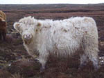 9-month old Ceit an Eileain of Brue