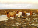 Cows with young heifers