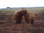 Una of Borve with her heifer calf Bella a' Ghlinne of Brue